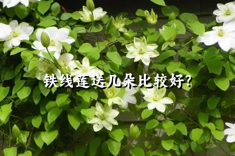 铁线莲送几朵比较好？