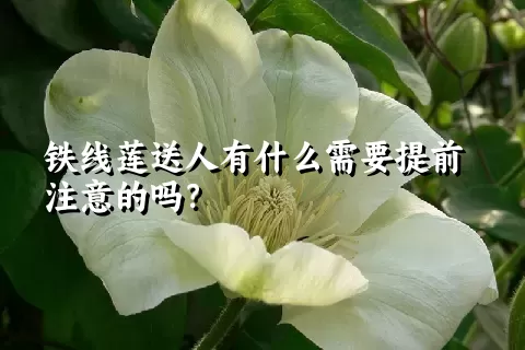 铁线莲送人有什么需要提前注意的吗？