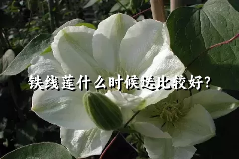 铁线莲什么时候送比较好？