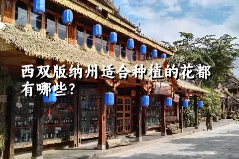 西双版纳州适合种植的花都有哪些？