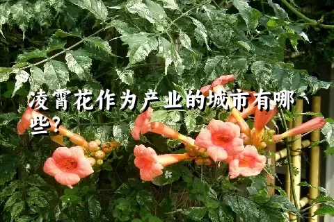 凌霄花作为产业的城市有哪些？