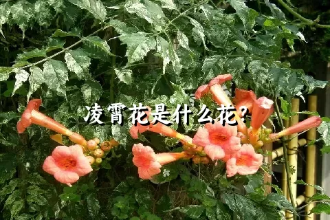 凌霄花是什么花？