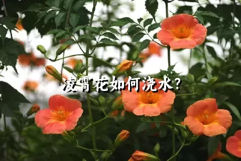 凌霄花如何浇水？