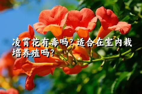 凌霄花有毒吗？适合在室内栽培养殖吗？