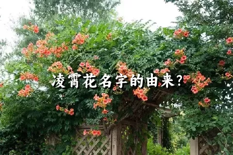 凌霄花名字的由来？