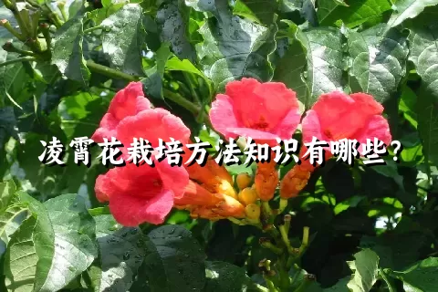 凌霄花栽培方法知识有哪些？