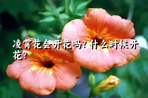 凌霄花会开花吗？什么时候开花？