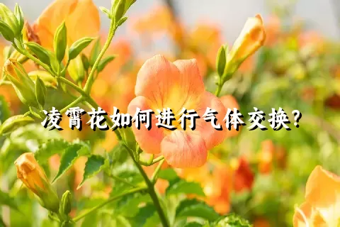 凌霄花如何进行气体交换？