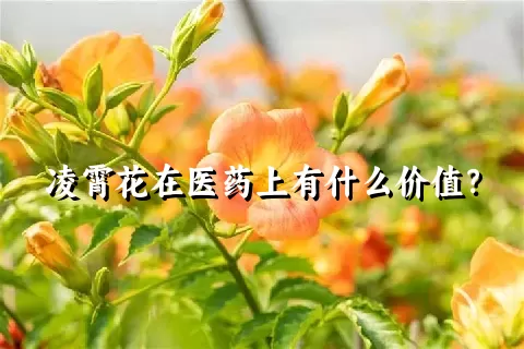 凌霄花在医药上有什么价值？