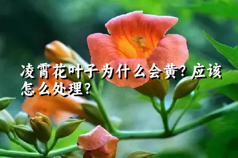 凌霄花叶子为什么会黄？应该怎么处理？