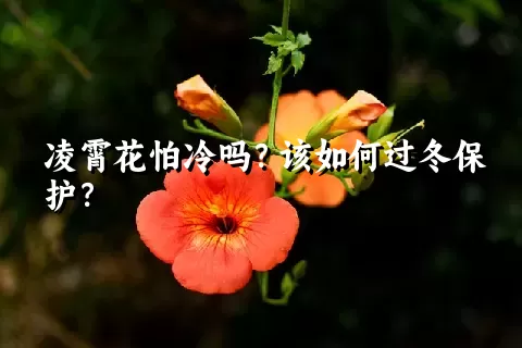 凌霄花怕冷吗？该如何过冬保护？