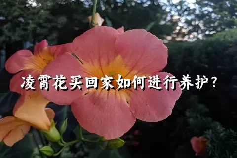 凌霄花买回家如何进行养护？