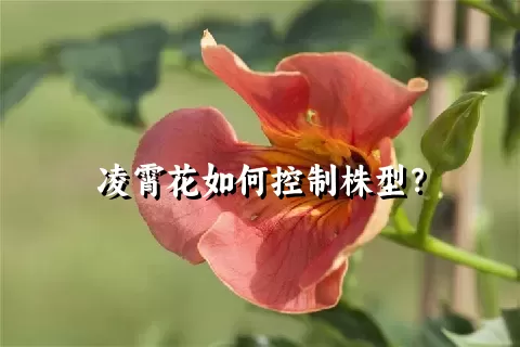 凌霄花如何控制株型？