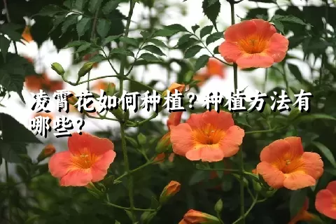 凌霄花如何种植？种植方法有哪些？