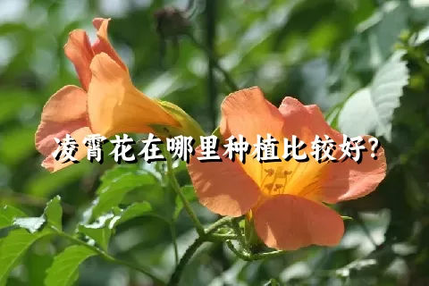 凌霄花在哪里种植比较好？