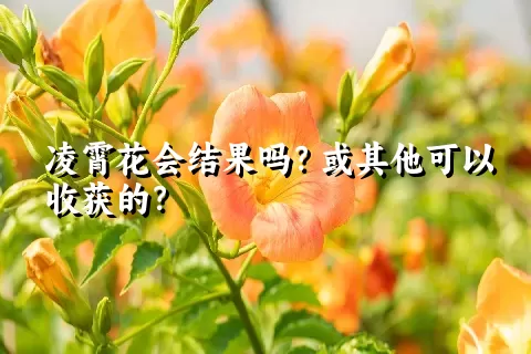 凌霄花会结果吗？或其他可以收获的？