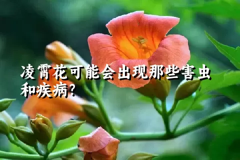 凌霄花可能会出现那些害虫和疾病？