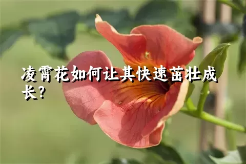 凌霄花如何让其快速茁壮成长？