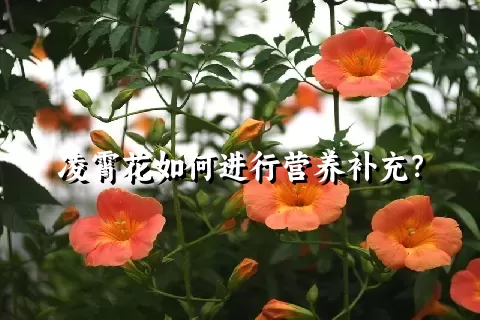 凌霄花如何进行营养补充？