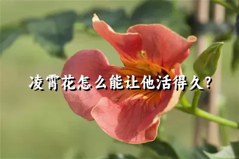 凌霄花怎么能让他活得久？