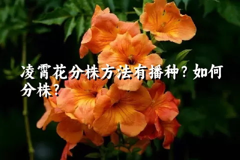 凌霄花分株方法有播种？如何分株？