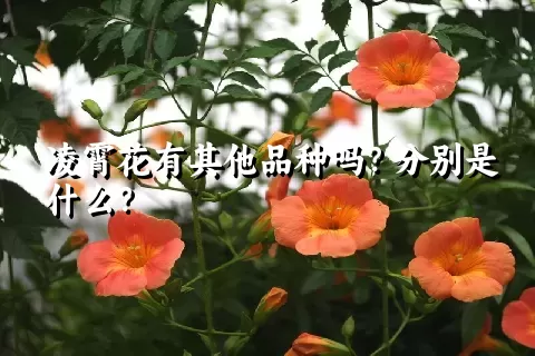 凌霄花有其他品种吗？分别是什么？