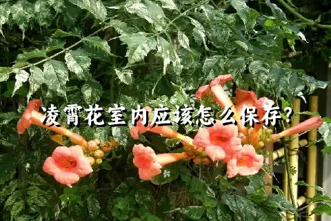 凌霄花室内应该怎么保存？