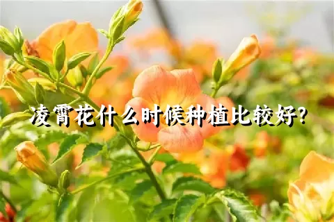 凌霄花什么时候种植比较好？