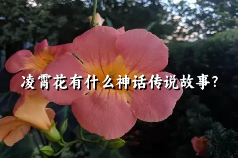 凌霄花有什么神话传说故事？