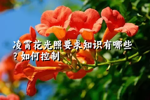 凌霄花光照要求知识有哪些？如何控制