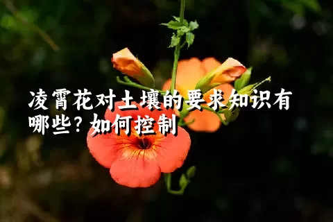 凌霄花对土壤的要求知识有哪些？如何控制