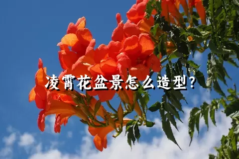 凌霄花盆景怎么造型？