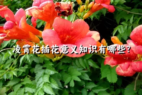 凌霄花插花意义知识有哪些？