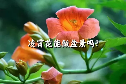 凌霄花能做盆景吗？