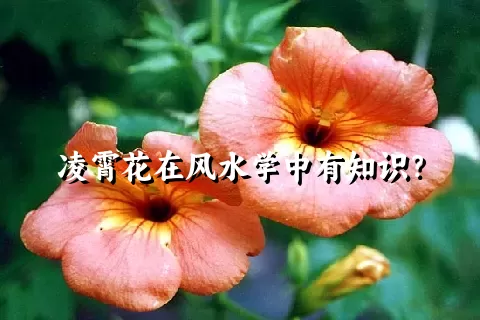 凌霄花在风水学中有知识？