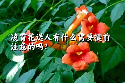 凌霄花送人有什么需要提前注意的吗？