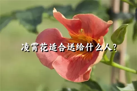 凌霄花适合送给什么人？