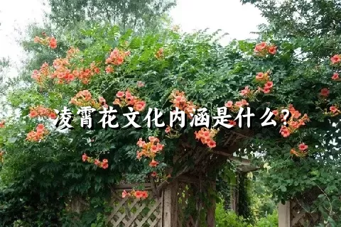 凌霄花文化内涵是什么？