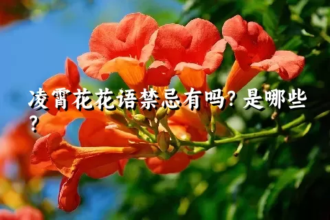 凌霄花花语禁忌有吗？是哪些？