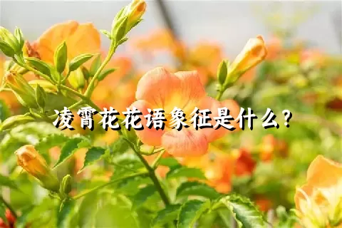 凌霄花花语象征是什么？