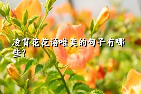 凌霄花花语唯美的句子有哪些？