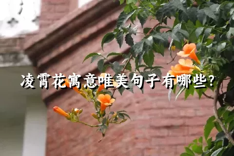 凌霄花寓意唯美句子有哪些？