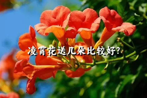 凌霄花送几朵比较好？