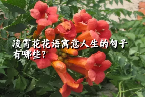 凌霄花花语寓意人生的句子有哪些？