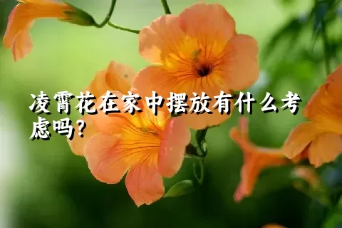 凌霄花在家中摆放有什么考虑吗？