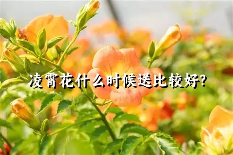 凌霄花什么时候送比较好？