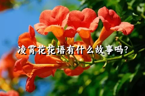 凌霄花花语有什么故事吗？