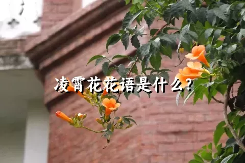 凌霄花花语是什么？