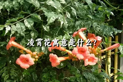 凌霄花寓意是什么？