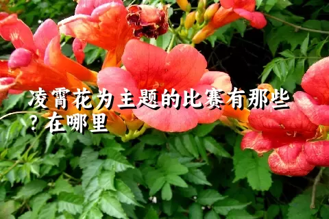 凌霄花为主题的比赛有那些？在哪里